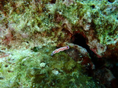 黒島　ウミウシ　ダイビング　海　キベリアカイロウミウシ