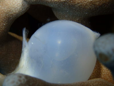 竹富島　ダイビング　コブシメ　卵