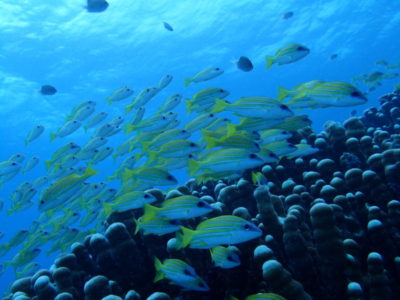 竹富島　サンゴ　魚　海　ダイビング