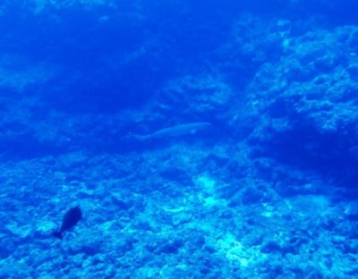 黒島　ダイビング　サメ